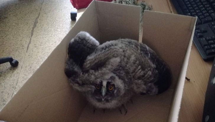 Те са успешно изпратени за лечение и доотглеждане в специализирани центрове Те са успешно изпратени за лечение и доотглеждане в специализирани центрове