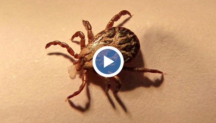 Ако кърлежът стои в тялото ни повече от 24 часа, може да ни зарази с марсилска треска или лаймска болест