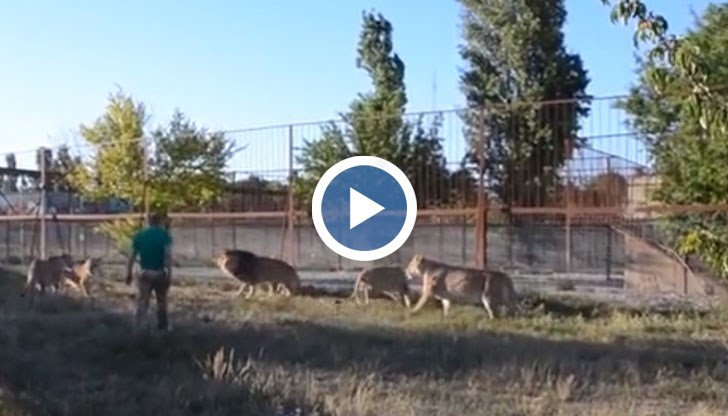 Собственик на сафари-парк в Крим демонстрира как се налага ред сред големите котки