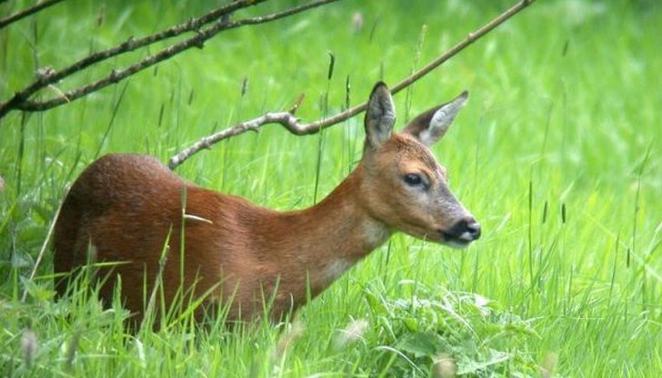 Животното се опитвало да роди мъртъв плод Животното се опитвало да роди мъртъв плод