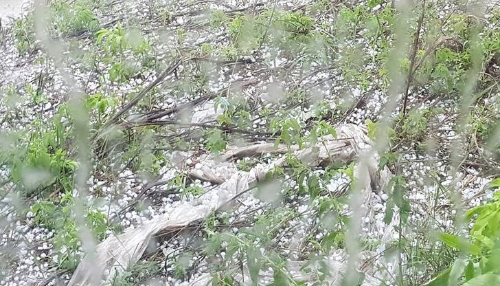 Любителски кадри показват, че градушката е била с големина на лешник