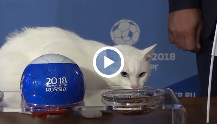 Най-популярната котка в Русия   е удостоена с честта да "пророкува" резултатите от Световното първенство по футбол