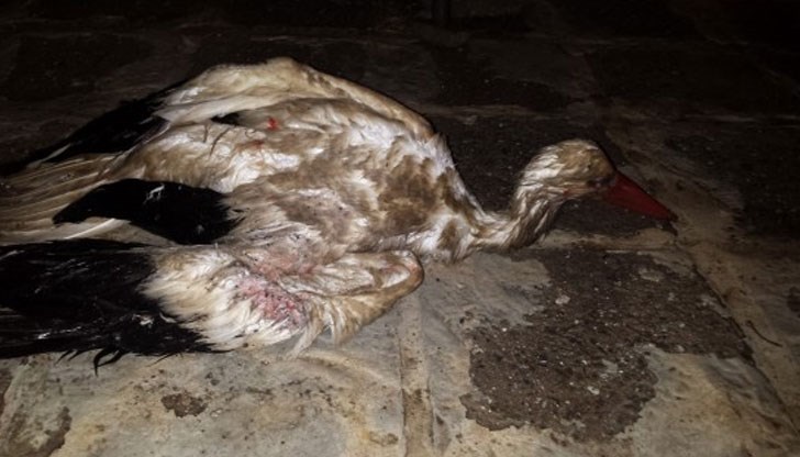 Хора с големи сърца спасиха две от малките щъркелчета