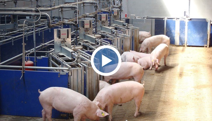 Подготвят екшън план за превенция на Африканската чума по свинете