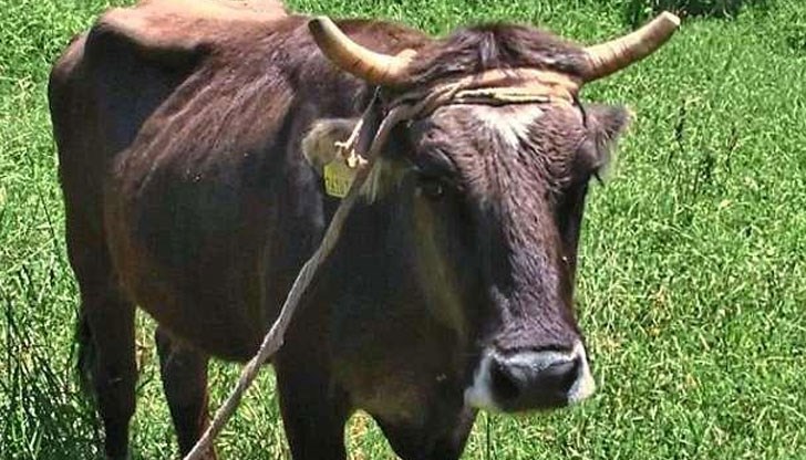 Стопанинът на кравата беглец е в шок от решението на БАБХ