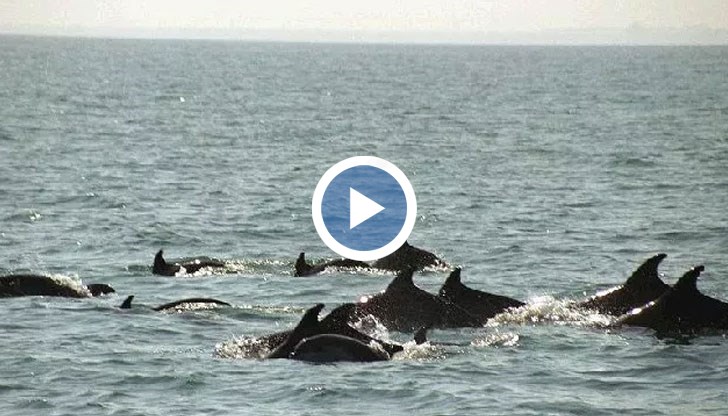 Поне 6-7 делфина плуват и скачат във водата толкова близо до брега