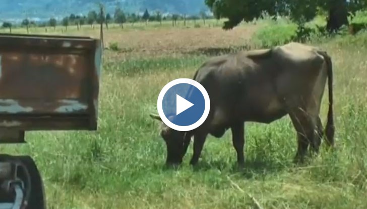 От няколко дни животното е в изолатор