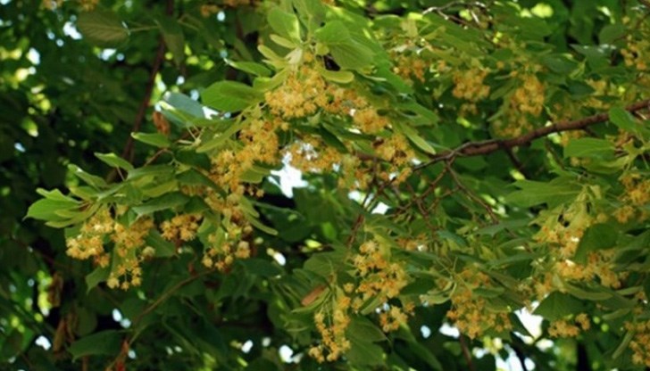 Билкозаготвителите са хванати с много по-големи количества липа, отколкото е разрешено Билкозаготвителите са хванати с много по-големи количества липа, отколкото е разрешено