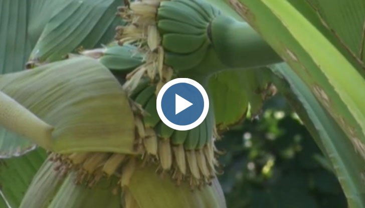 Собственикът Борис се надява до края на лятото реколтата да узрее