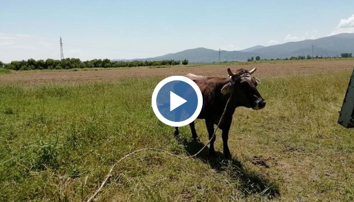 Няма крава - няма проблем. Не може да мислим така