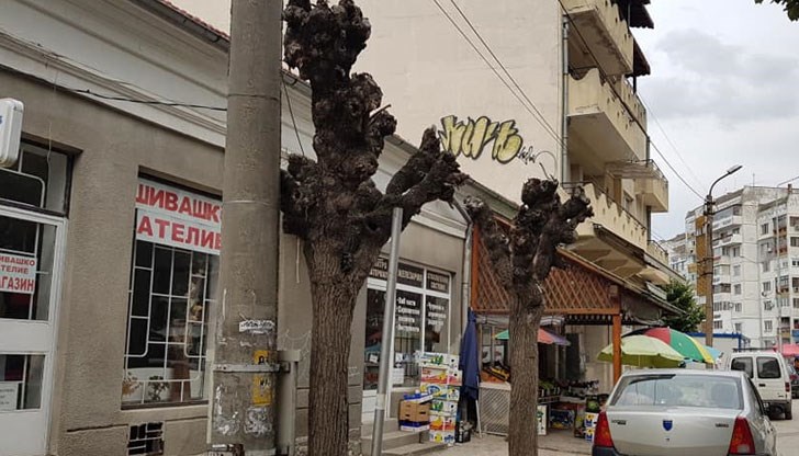 Въздух за Русе! Това са резултати от есенната резитба