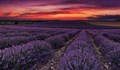 България е на първо място в света по добив на лавандулово масло