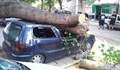 Дърво премаза няколко коли в Пловдив