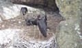Черни щъркелчета се излюпиха в парка "Централен Балкан"