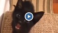 Котка "пее" хеви метъл
