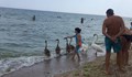 Неочаквани "туристи" се появиха на плажа в Крапец