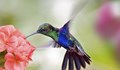 Забавен тест с птици разкрива какво ни очаква през лятото