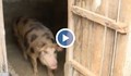 Спешни мерки срещу африканската чума в Сливо поле