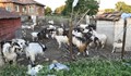 Окончателно: Избиват и останалите животни в Шарково