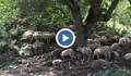 Глобяват стопани, които водят животните на паша въпреки забраната