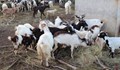 Д-р Дангов: Ако има чума, защо козите на баба Дора са още живи?
