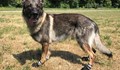 Полицейските кучета в Цюрих патрулират с обувки