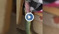 Мъж се натъкна на змия, поглъщаща бельото на съпругата му