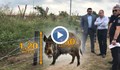 Може ли телена ограда да спре 150-килограмово диво прасе?