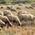 Разкриха мистерията с труповете на овце в село Караманово