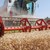 По-нисък добив на пшеница в Русенско