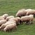 Откриха трупове на овце в село Караманово