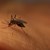 Заразените с нилски вирус в Гърция станаха 12
