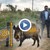 Може ли телена ограда да спре 150-килограмово диво прасе?