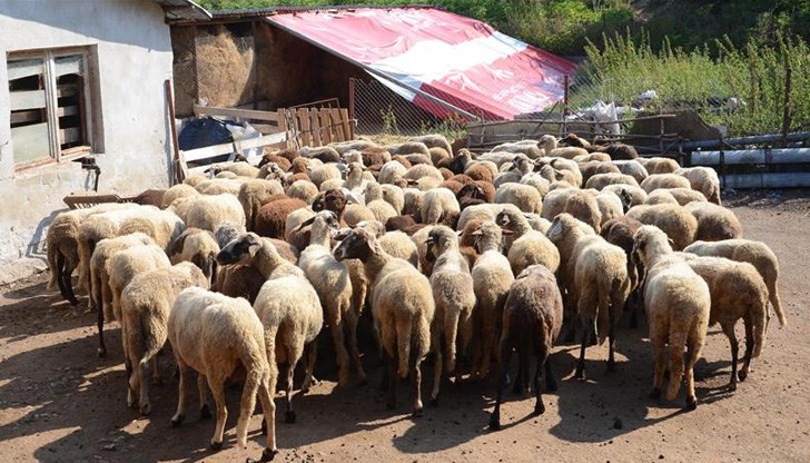 Баба Дора са я "пощадили" - липсват само 9...