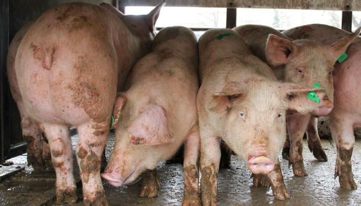 Над 3 000 прасета бяха умъртвени в окръг Браила заради вируса Над 3 000 прасета бяха умъртвени в окръг Браила заради вируса