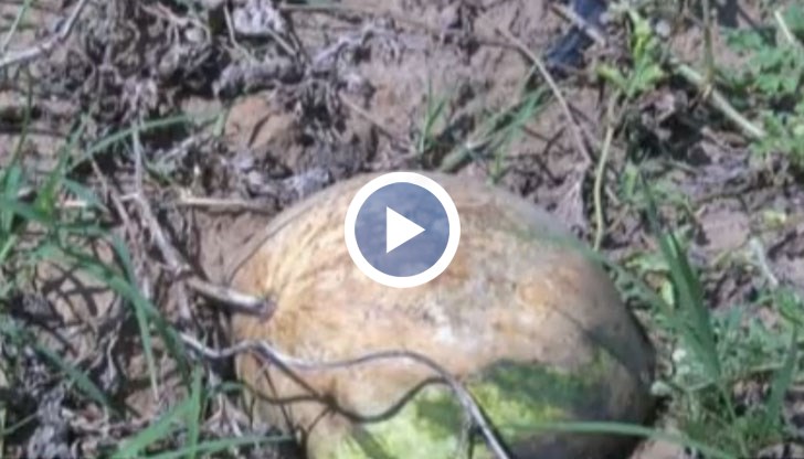 Огромни загуби отчитат производителите на дини в Любимец