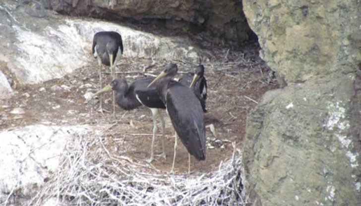 Четири птици от защитения вид живеят в скално гнездо