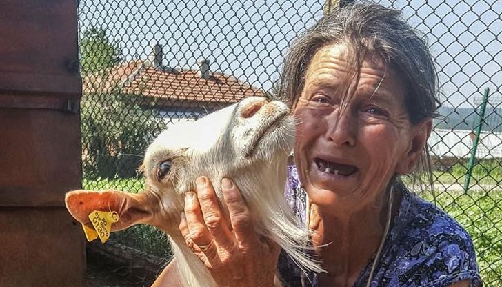 Борисов успя да прикрие следите на престъпленията на властта с мнимата зараза и уби здравите животни на баба Дора Борисов успя да прикрие следите на престъпленията на властта с мнимата зараза и уби здравите животни на баба Дора