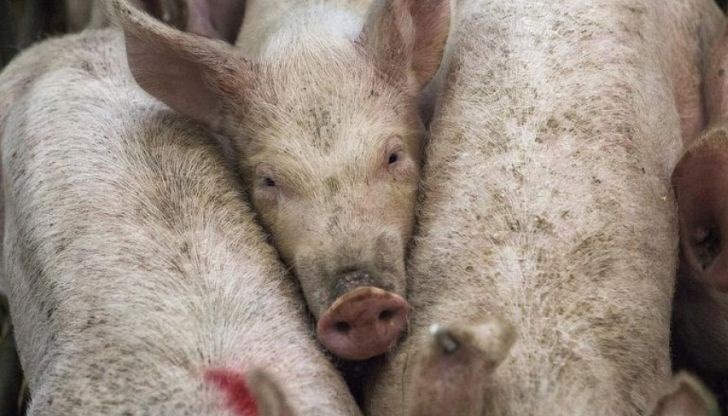 Поводът е разрастването на африканската чума в Румъния