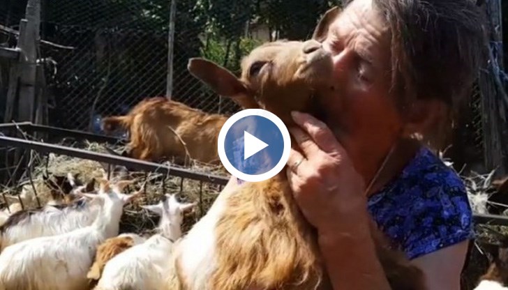 Пред нейното стопанство, както и пред това на Ана Петрова в Болярово, продължава да има охрана от хора