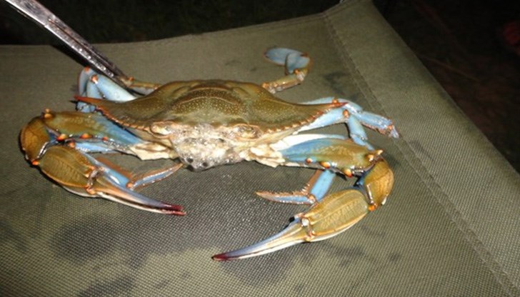 За стръв се използва сурово пилешко крилце За стръв се използва сурово пилешко крилце