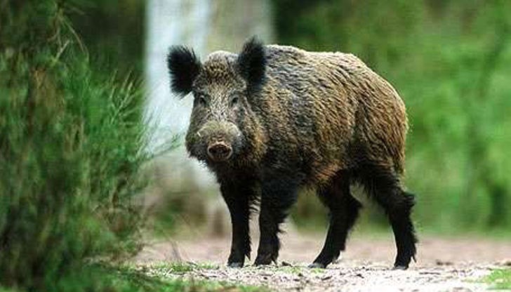 Полицейското управление ще следи за предвижването на свине, като упражнява контрол