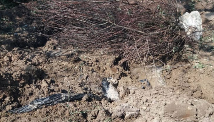 Птиците е трябвало да бъдат изгорени в инсинератор, но вместо това са закопани