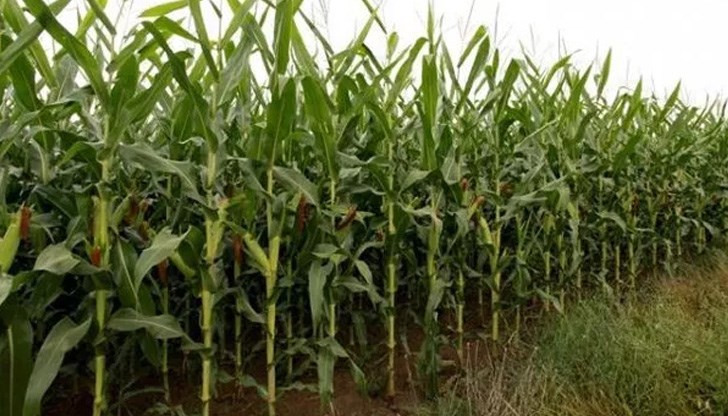 Има производители, които по три пъти са пресявали царевицата заради пораженията