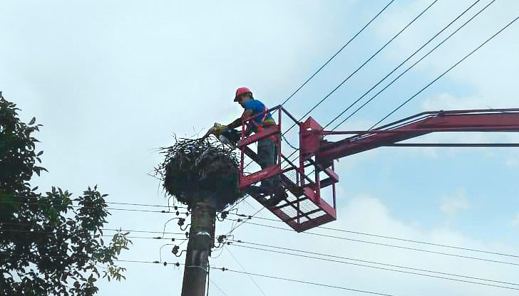 Щъркелче падна от гнездото си в село Петров дол