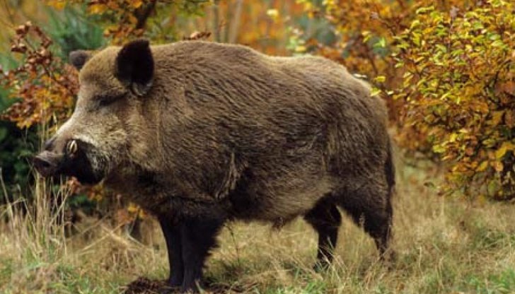 Целта е да се намали популацията на диви свине заради разпространението на Африканска чума по свинете