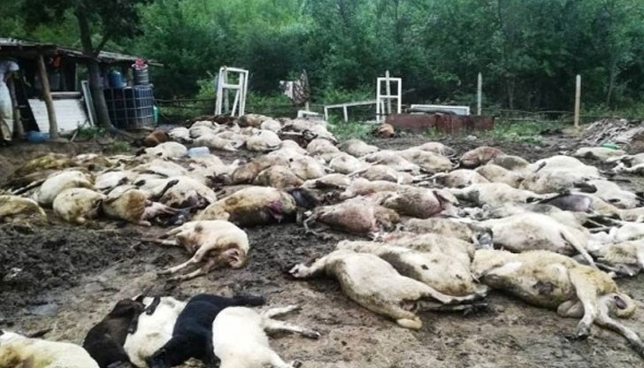 Презирам ви и ви пожелавам краят на една коза, имала нещастието да се роди в България! Презирам ви и ви пожелавам краят на една коза, имала нещастието да се роди в България!