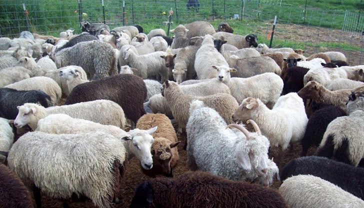 Вчера това беше осуетено поради съпротива от страна на собственичката на фермата Вчера това беше осуетено поради съпротива от страна на собственичката на фермата