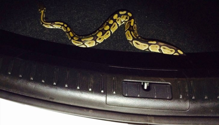Змия се „подслони“ в багажник на лек автомобил / Снимката е илюстративна