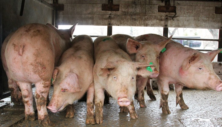 Местни ветеринари осъществяват проверки на ГКПП Гюргево-Русе Местни ветеринари осъществяват проверки на ГКПП Гюргево-Русе